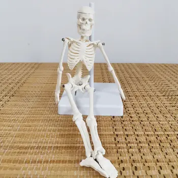 naujas 20 cm žmogaus mažo skeleto modelis žmogaus skeleto sąnario viso kūno statinio žaislo mokymo demonstravimas, paroda