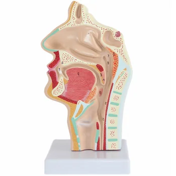 Modelis Nosies anatomija Anatominė žmogaus galva Gerklės nosis Medicinos mokymo ertmės tyrimas Mokslinis burnos pusės ryklės sekcijos mod